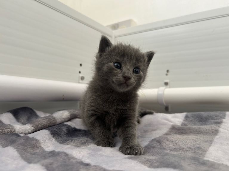 Kittens looking for there forever home 