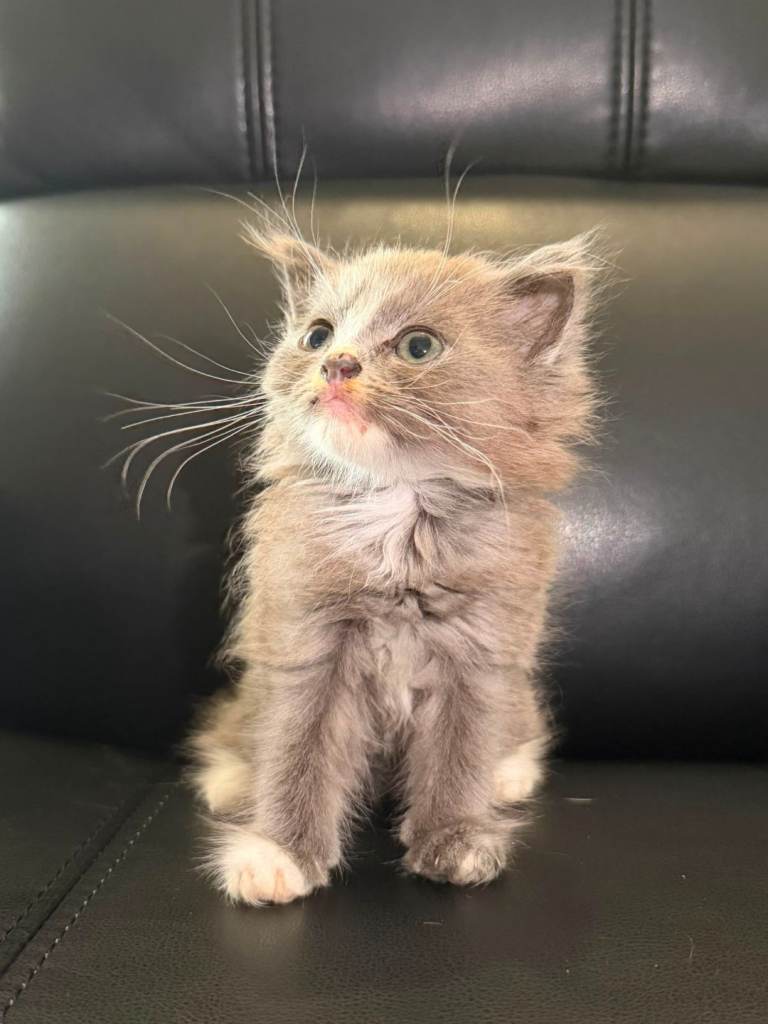 Male/Female Kittens