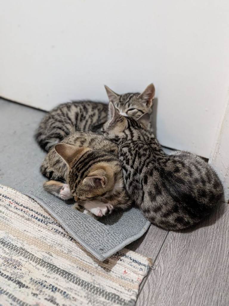 Beautiful Bengal kittens