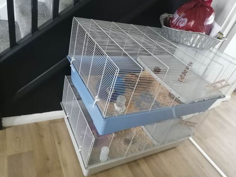 Hamster cages and hamsters