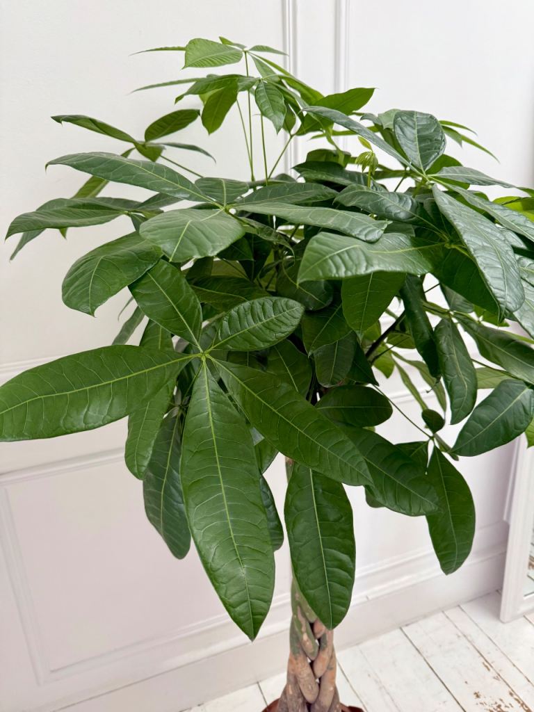 Pachira Aquatica Real Indoor Plant Tree Twisted Stem