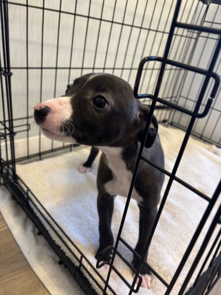 READY TO LEAVE NOW. KC WHIPPET PUPS FOR SALE  - last girl available 