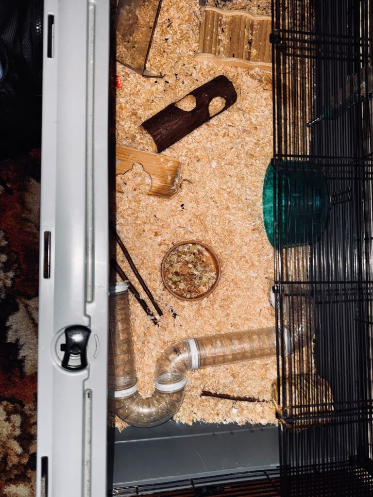 Hamster 🐹 with spider man ability 😌