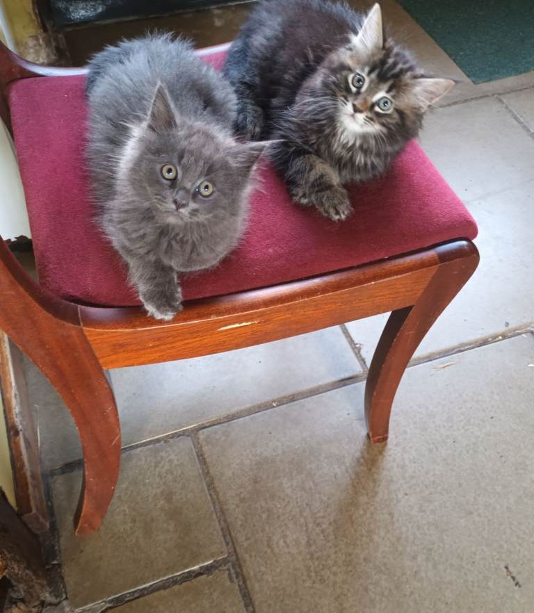Ragdoll/Persian X Really Friendly Fluffy Kittens 