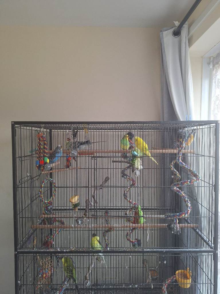 Budgies and large flight cage