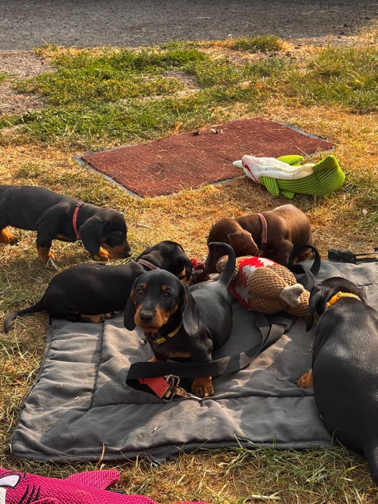 Miniature dachshunds