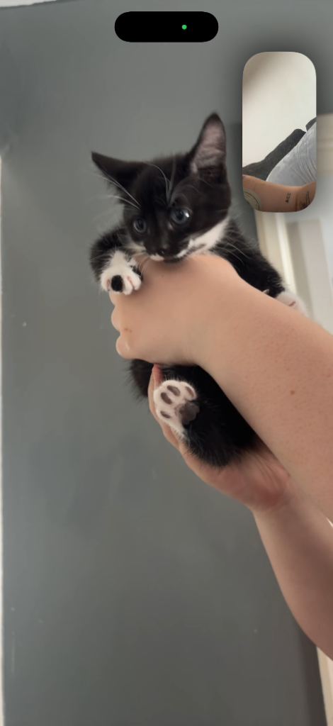 Kitten 