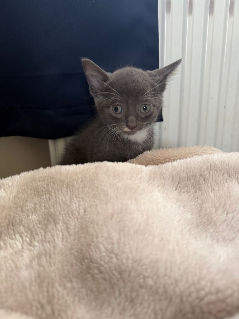 Male grey kittens 
