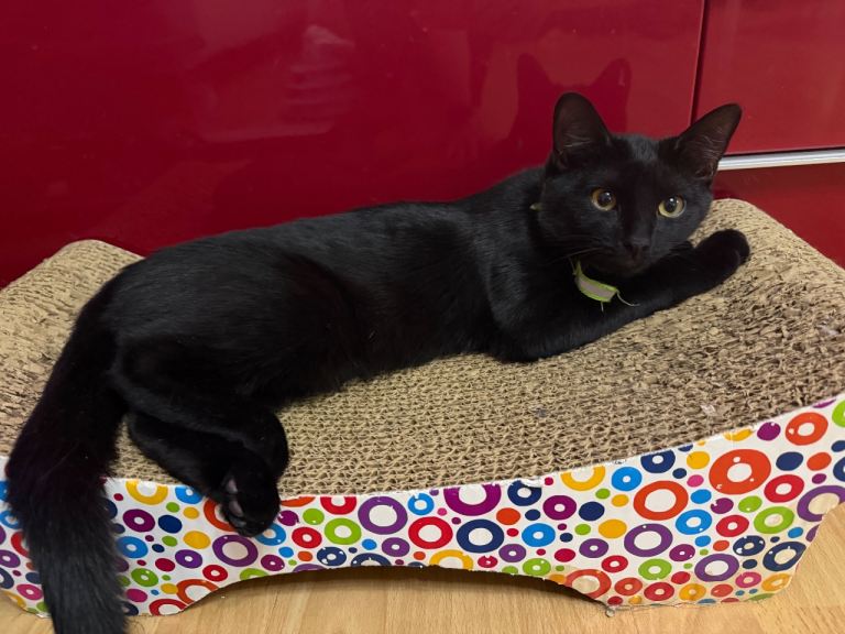 Beautiful Microchipped & Vaccinated Kittens – Ready Now (Vet Plan Included)