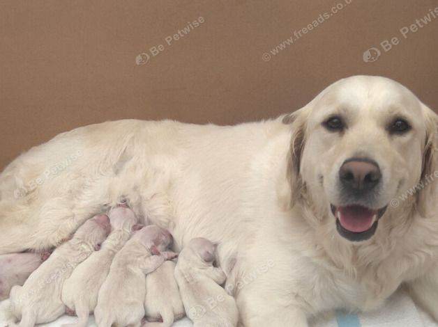6 golden retriever puppies ready for a new home