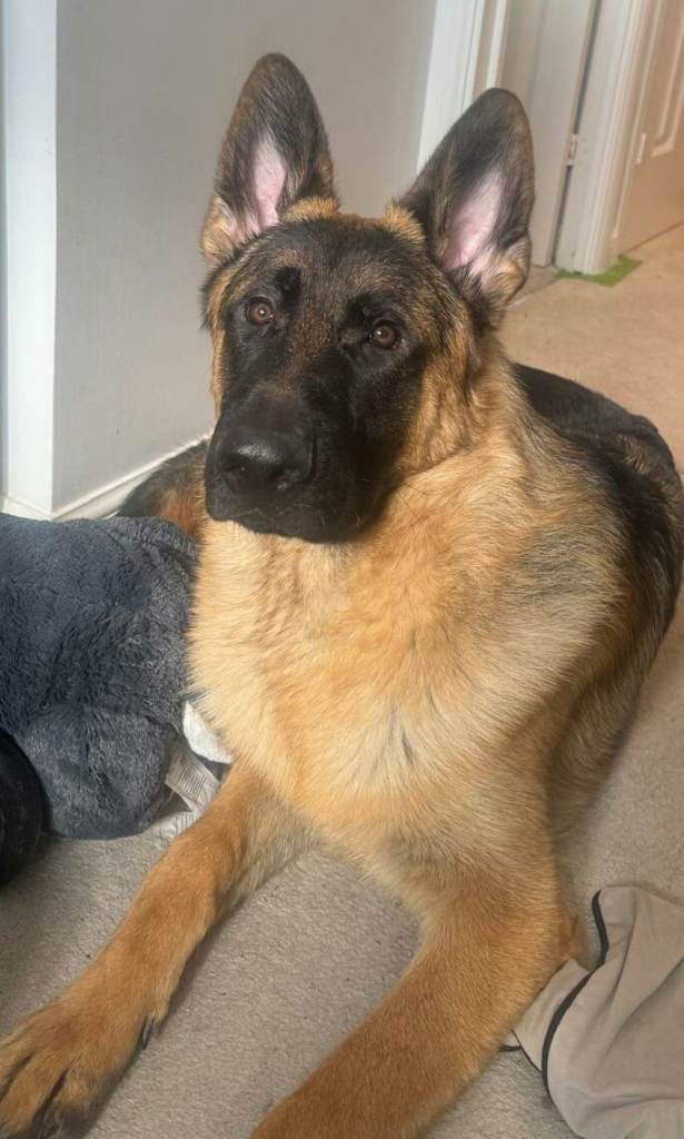 11 months old male czech german shepherd