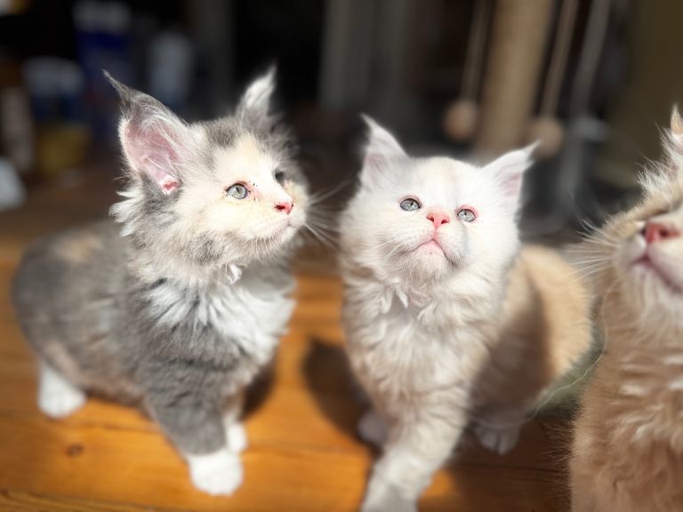 Maine Coon smoke kittens 