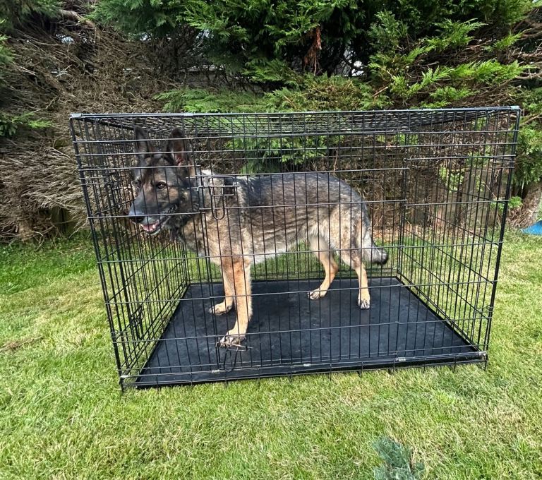 Dog cage XL
