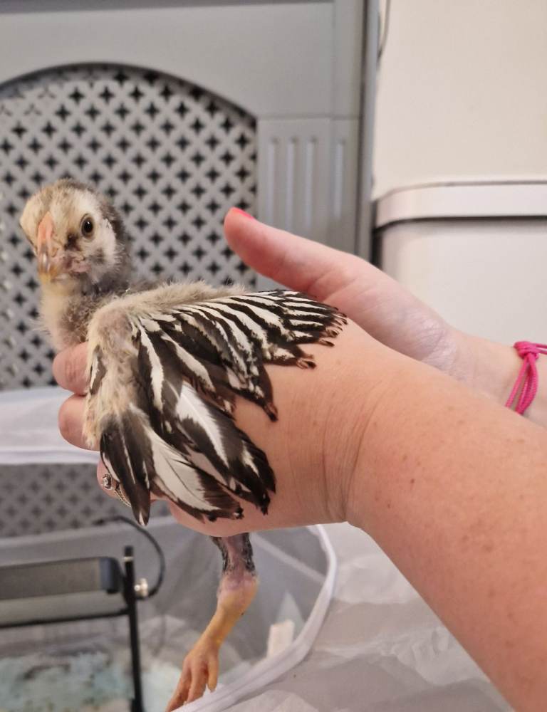 Silver laced wyandotte bantam chicks