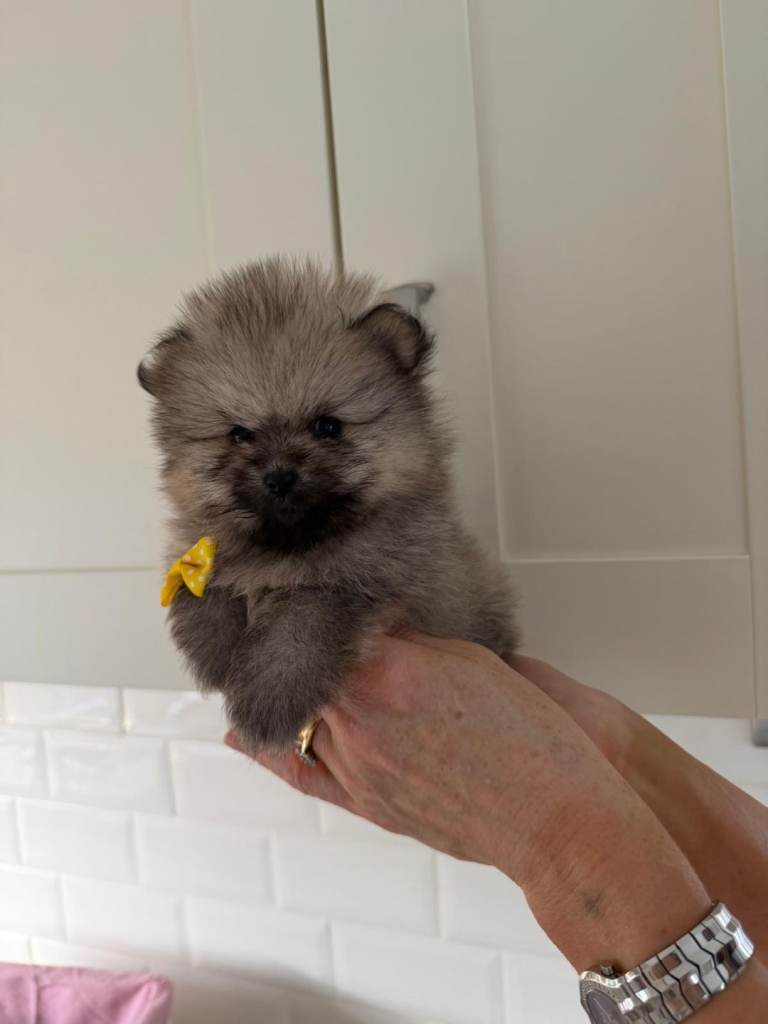  2 Pomeranian puppies for sale