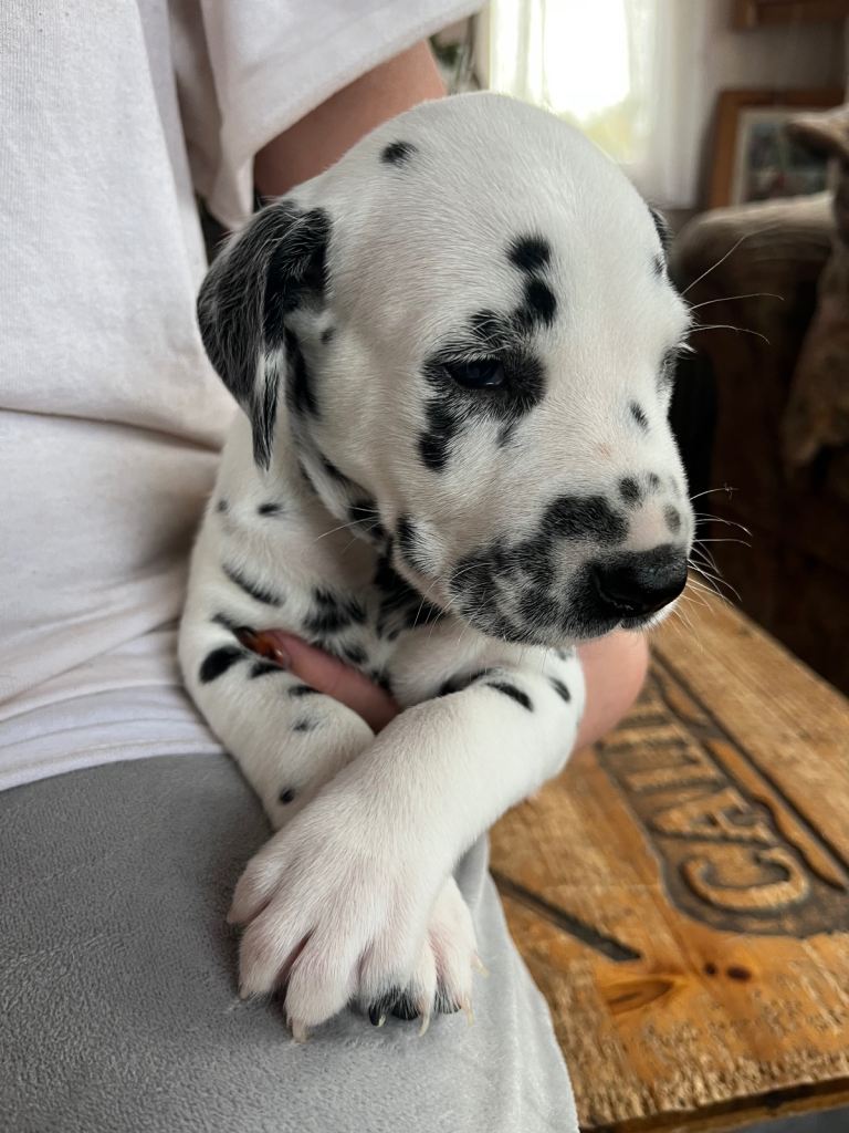 Stunning Dalmatian puppies KC reg show winners 