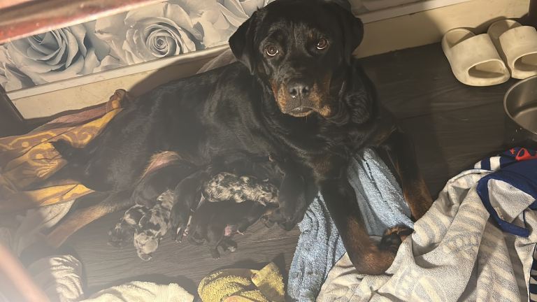 Rottweiler cross Catahoula 
