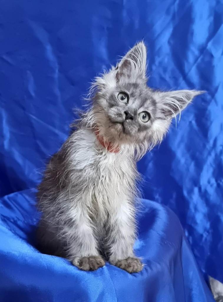 Pedigree GCCF REGISTERED Maine Coon Kittens