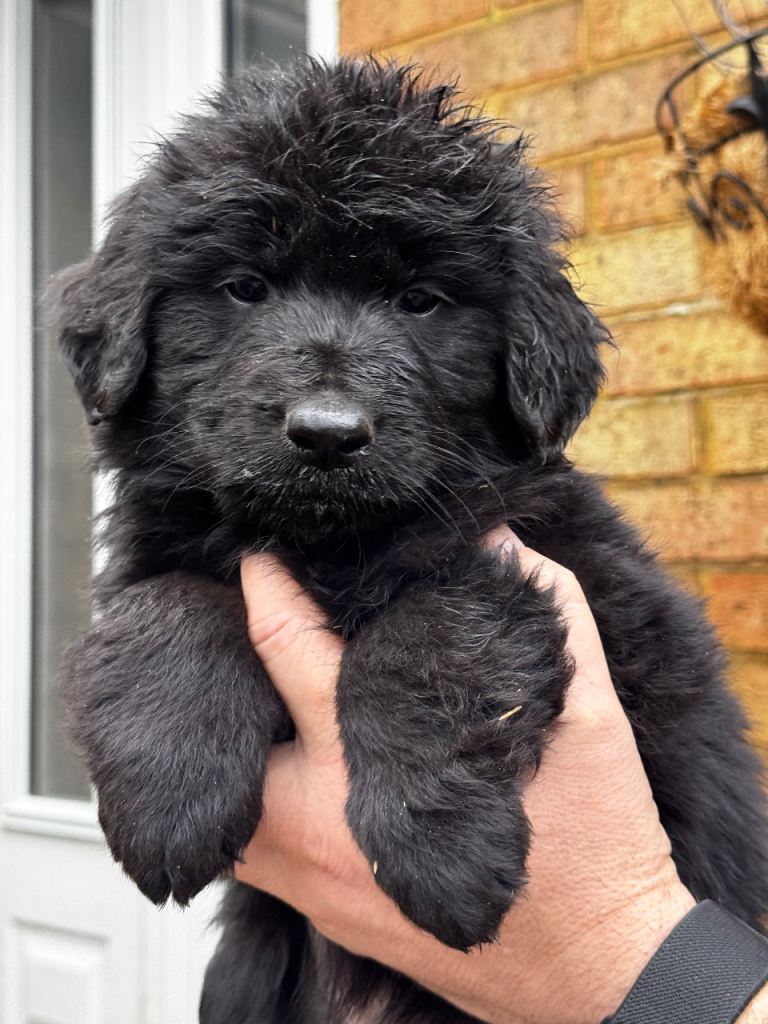 ⭐️ golden shepherd ⭐️