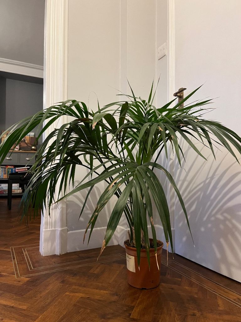 Indoor kentia palm 