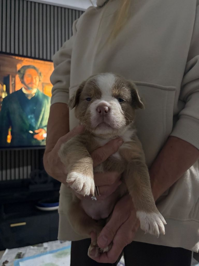 Olde English bulldog