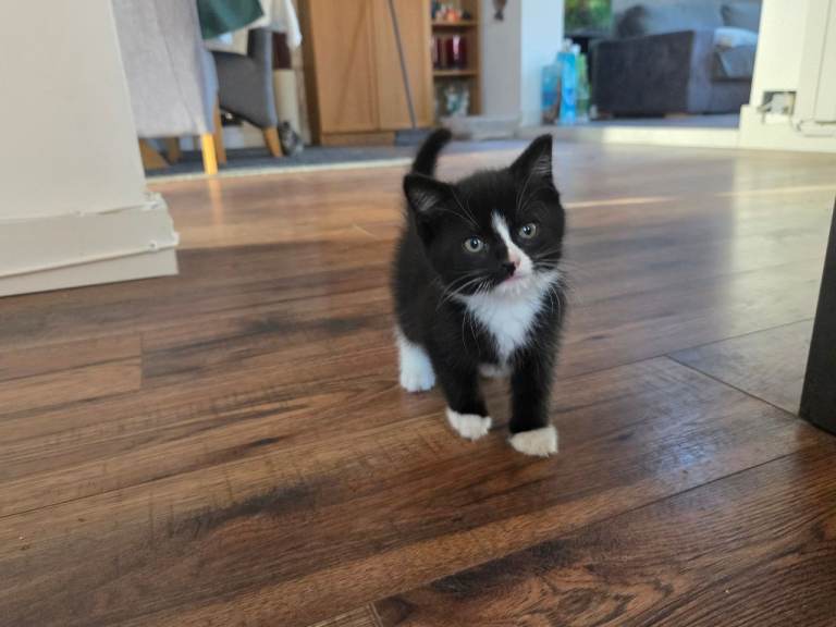 Last kitten left