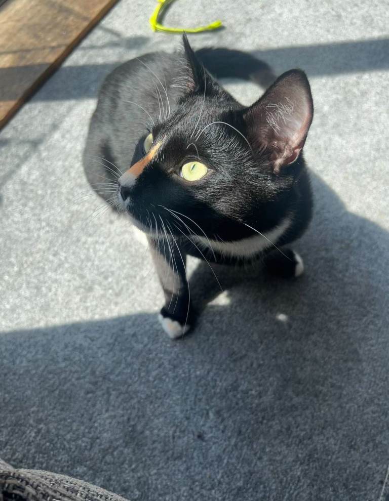 Enzo- Black & White Tuxedo Cat for Rehoming