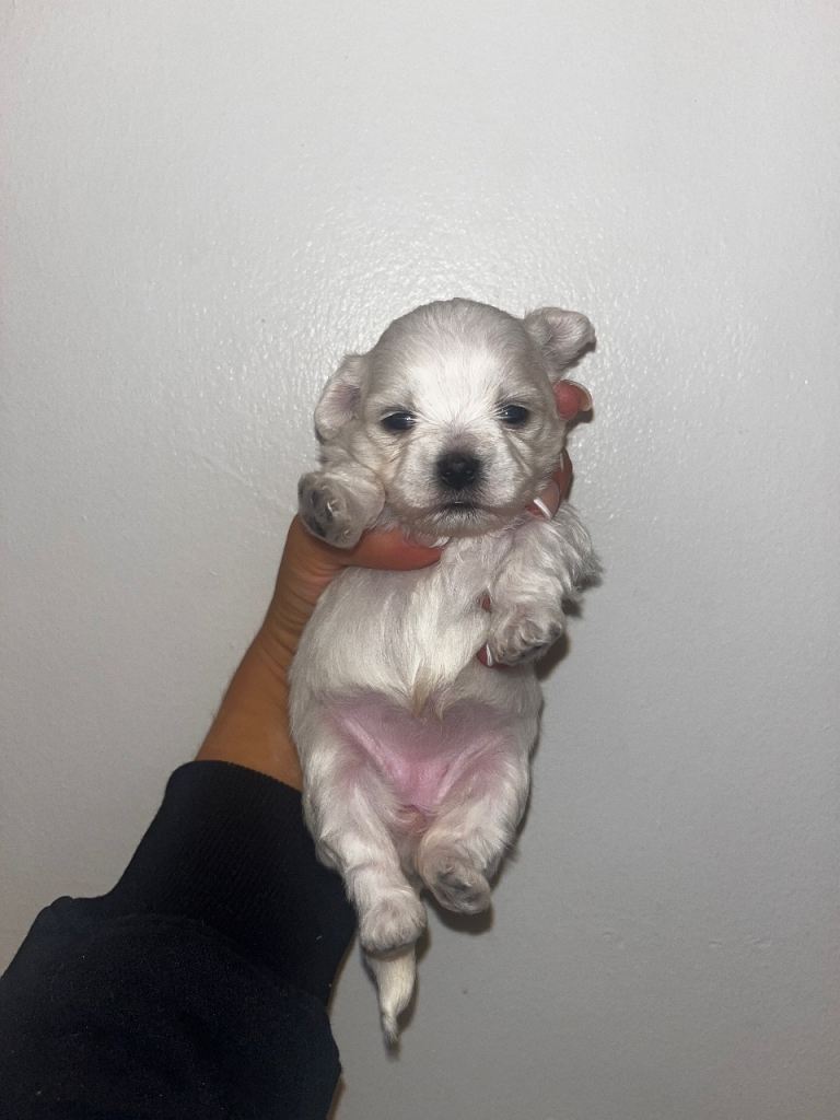 Maltese puppie's 