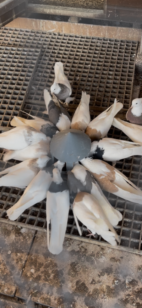 Iranian Pigeons Toghi 