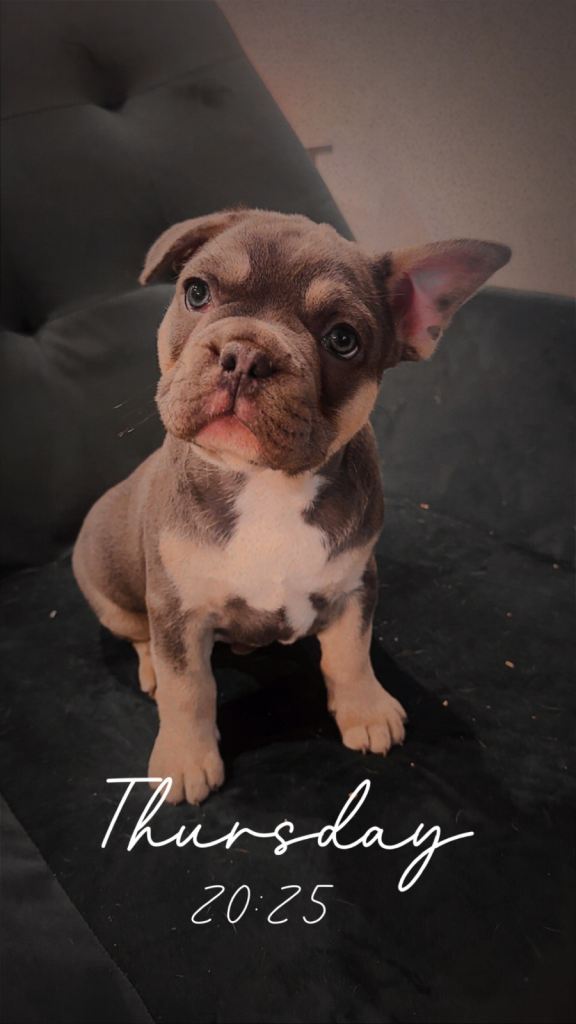 🐾 Blue & Tan French Bulldog Puppy – Ready Now 🐾