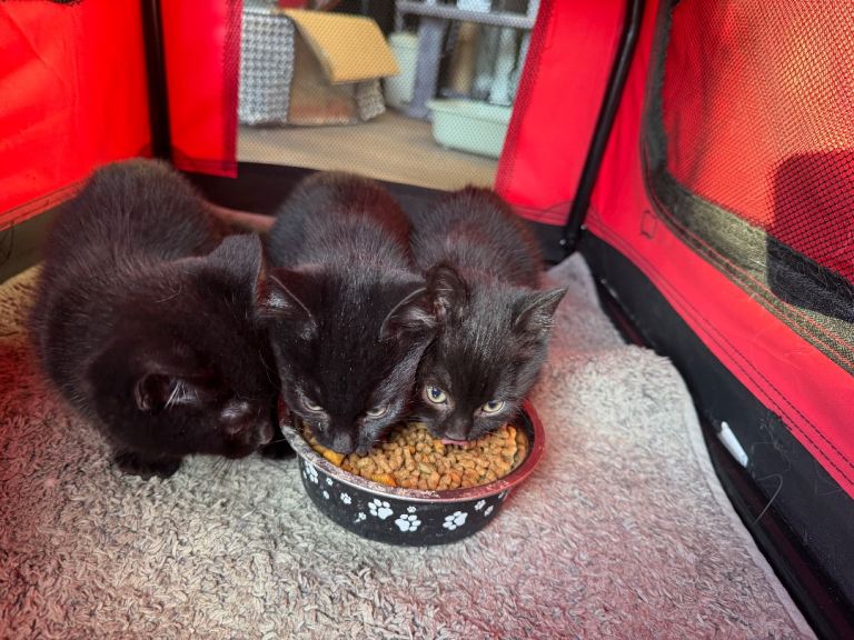 Black adorable kittens