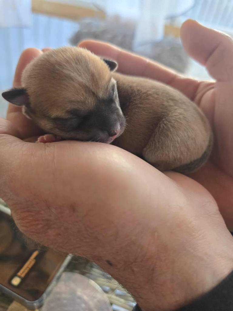 I am selling a 8 week old mini Chihuahua