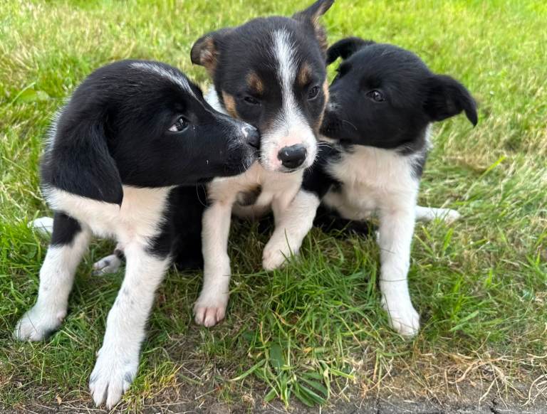 Border Collie Puppies – Working Parents – Ready for Loving Homes