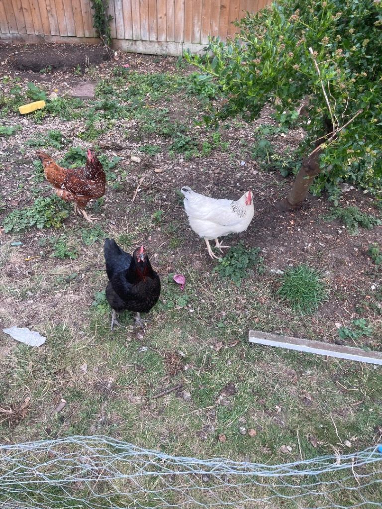 3 laying chickens