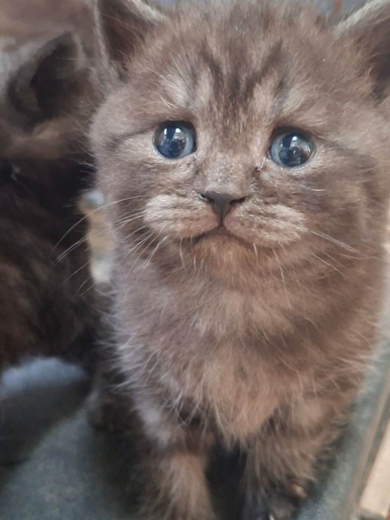 British shorthair 