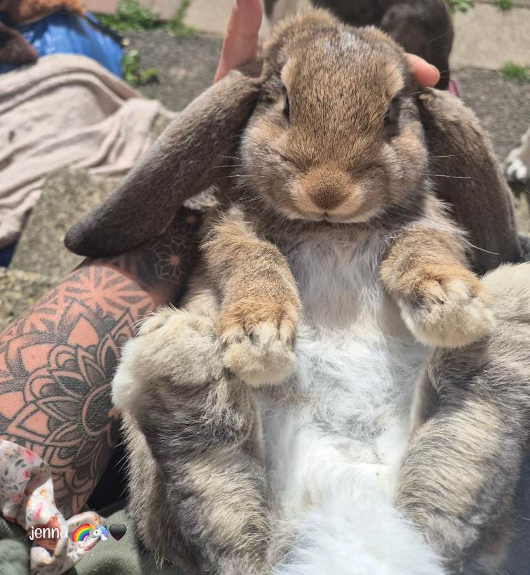 🐰 Big ears, Big personalities 🐰
