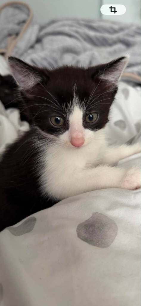 kittens 1 boy 3 girls