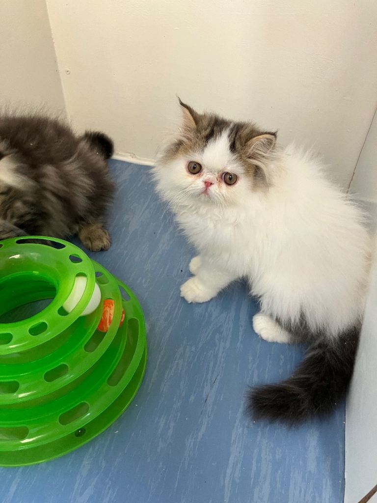 GCCF registered Persian Kittens 