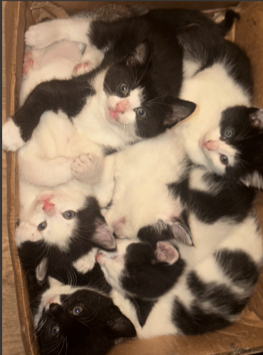 Adorable Black and White Kittens (mixed breed) in Norfolk