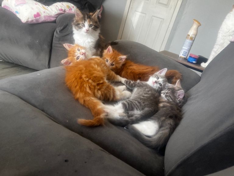 Kitten 