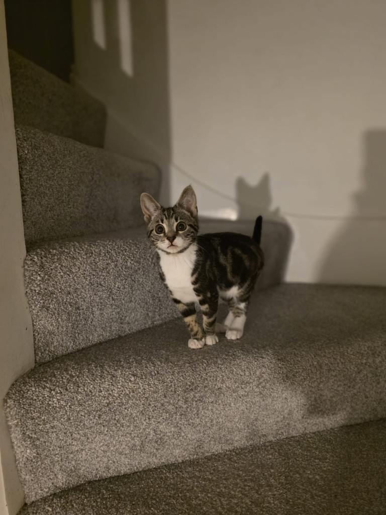 Free Tabby Kitten 14 weeks