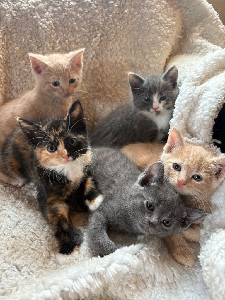 Beautiful kittens for sale 