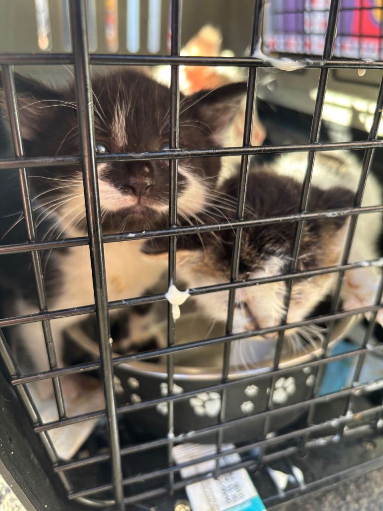 KITTENS TO GOOD HOMES ASAP