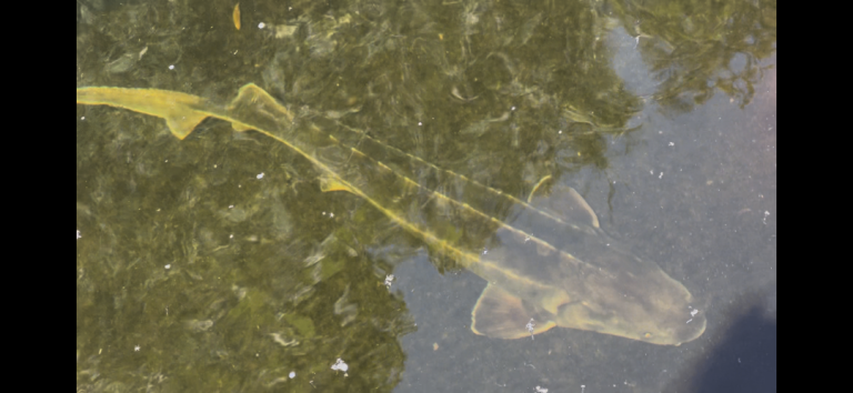  large diamond back Sturgeon approximately 3 foot