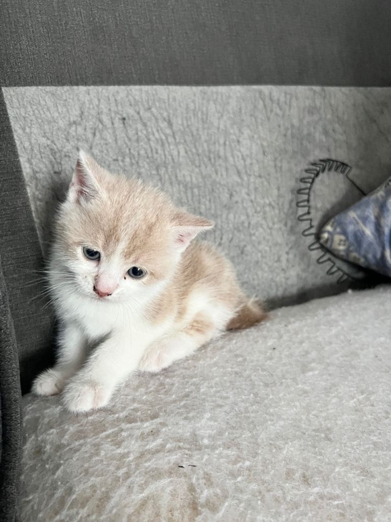 3 gorgeous fluffy kittens