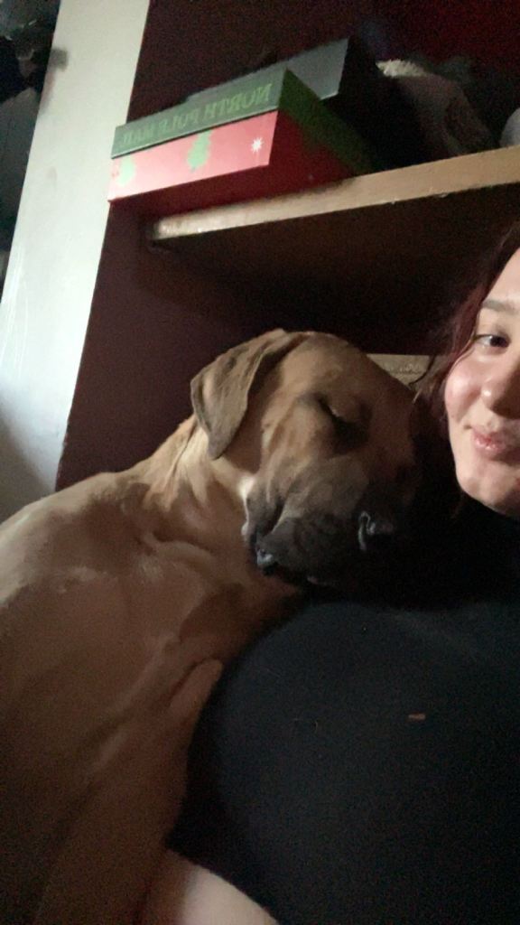 Meet start boy a Labrador mastiff x Staffie 