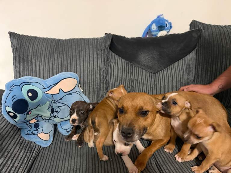 Homebred Staffordshire bull terrier puppies 