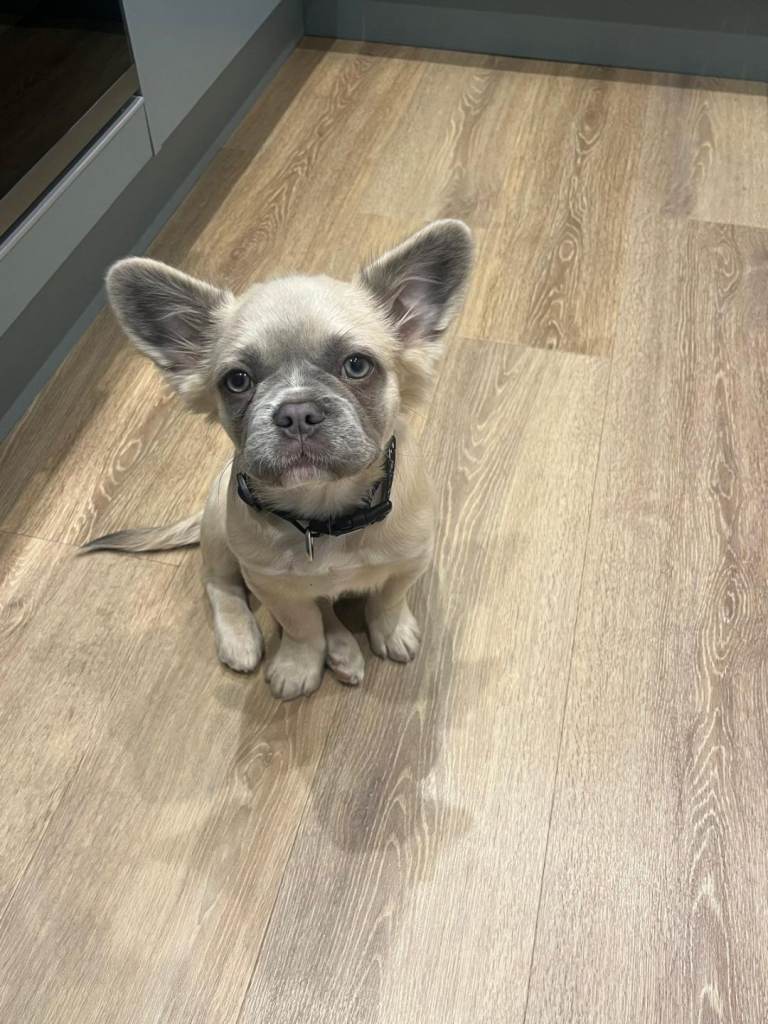 Fluffy French Bulldog 