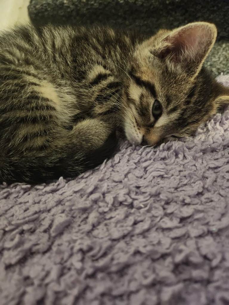 Beautiful Playful Kittens Ready For New Homes