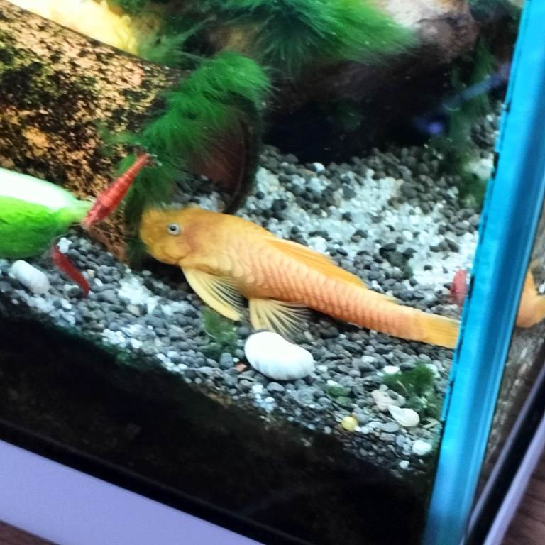 Blue eyed lemon pleco young male approx 7/8 cm + shrimp Costessey NR5 0PX 
